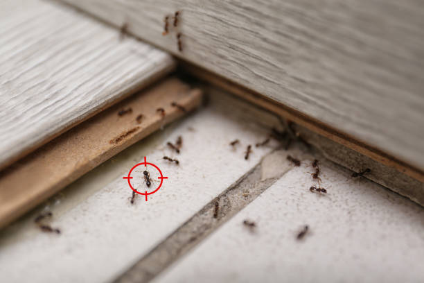 Wasp Removal Services in North Haledon, NJ