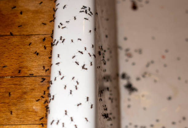 Best Local Pest Control Services  in North Haledon, NJ